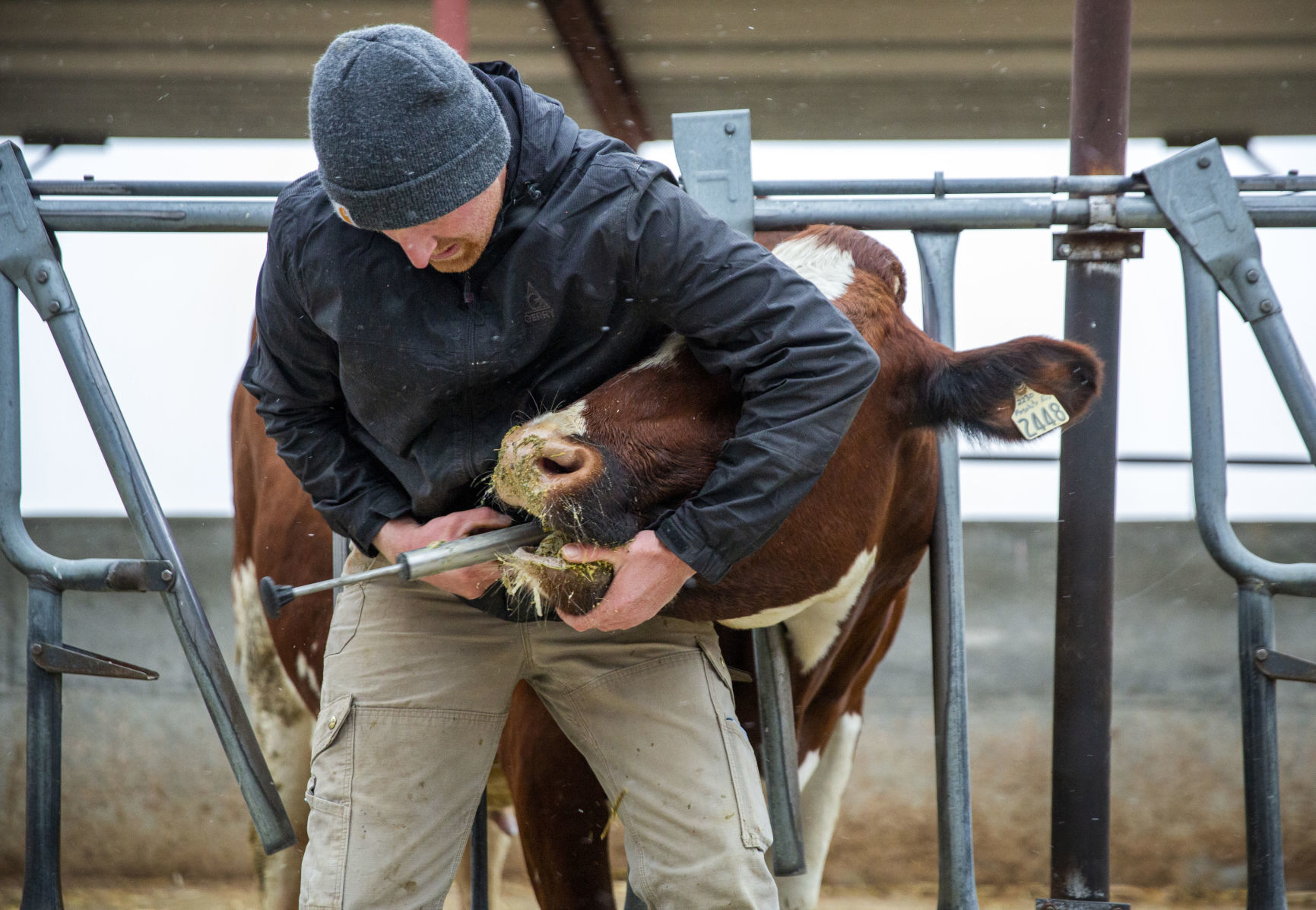 Michael Brubaker cares for his cows